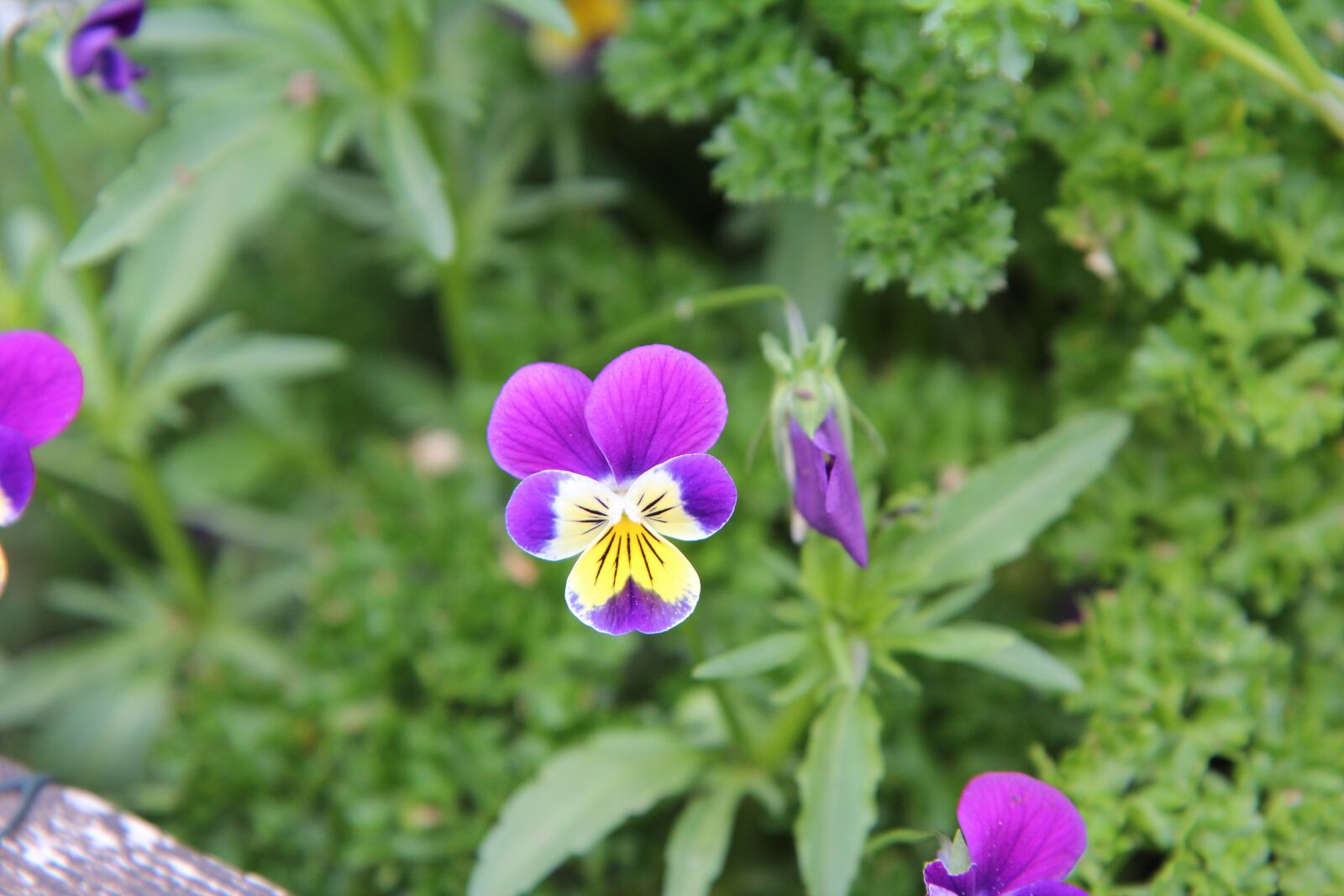 Canon EOS 600D (Rebel EOS T3i / EOS Kiss X5) sample photo. Thoughts, flower of thought photography