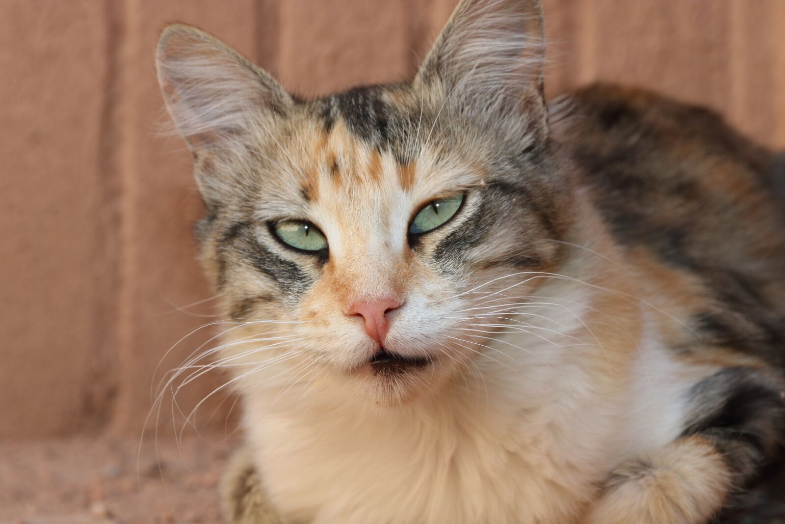 Canon EOS 750D (EOS Rebel T6i / EOS Kiss X8i) sample photo. Morocco, ouarzazate, stray photography