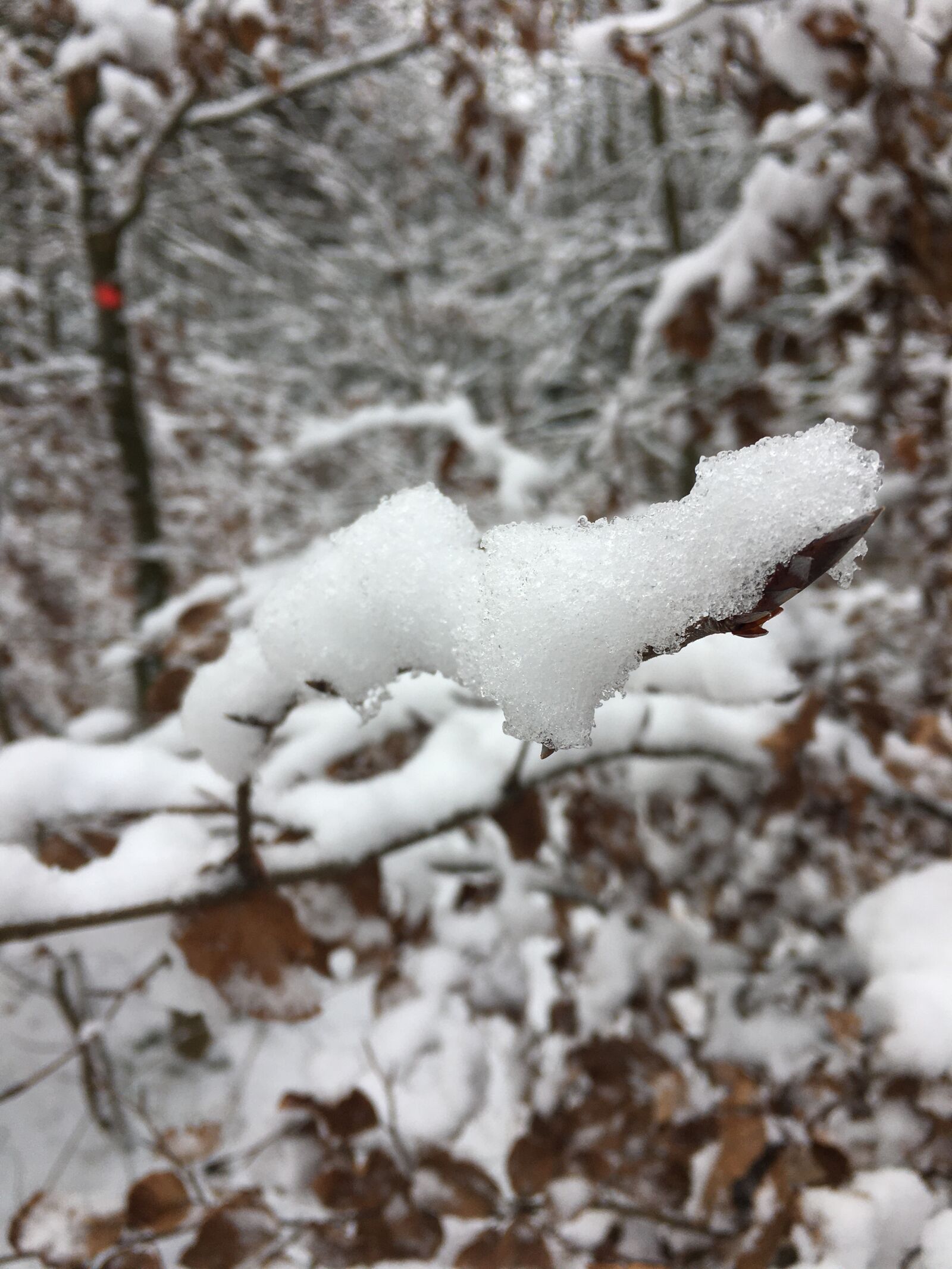 iPhone 6s back camera 4.15mm f/2.2 sample photo. Snow, tree, winter photography
