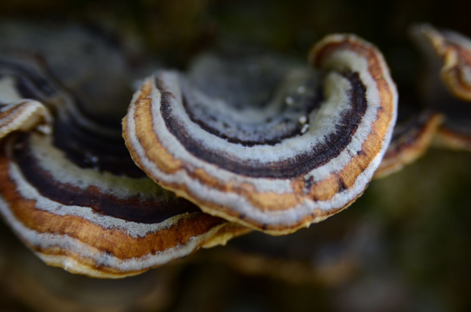 Nikon D7000 sample photo. Stereum subtomentosum, a velvety photography