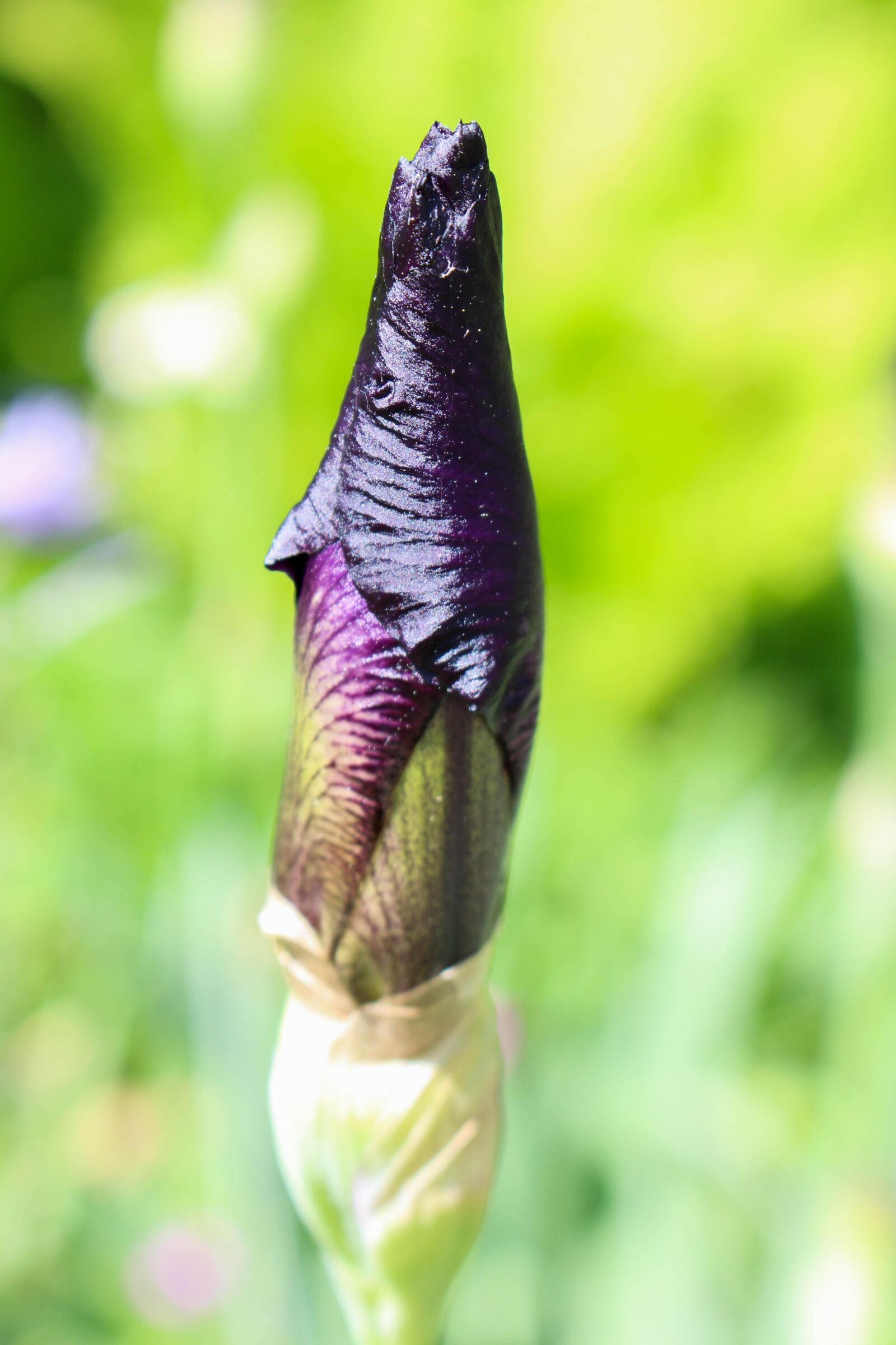 Canon EOS 700D (EOS Rebel T5i / EOS Kiss X7i) sample photo. Bloom, flower, nature photography