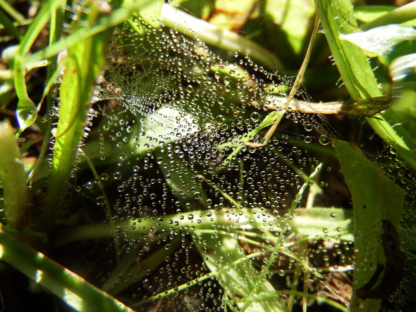 Fujifilm FinePix S1 sample photo. Drop, drops, macro, spider photography
