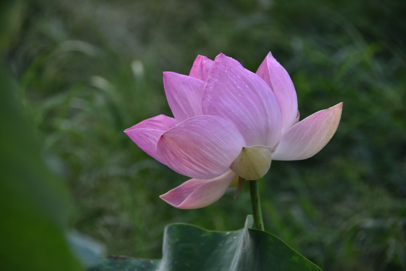 Nikon D7200 sample photo. Lotus, flower, aquatic plant photography