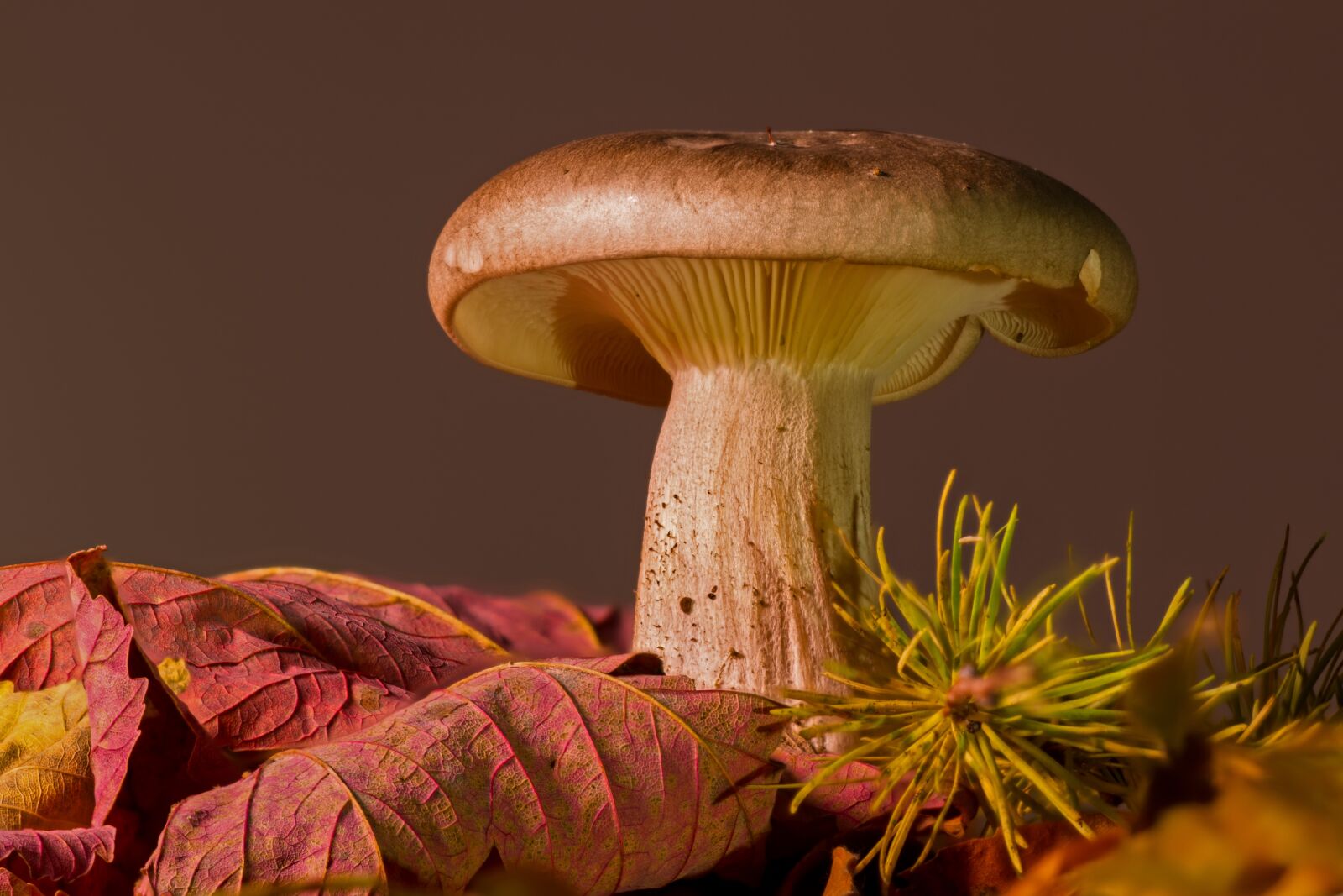 Canon EOS 7D sample photo. Mushroom, fall foliage, forest photography