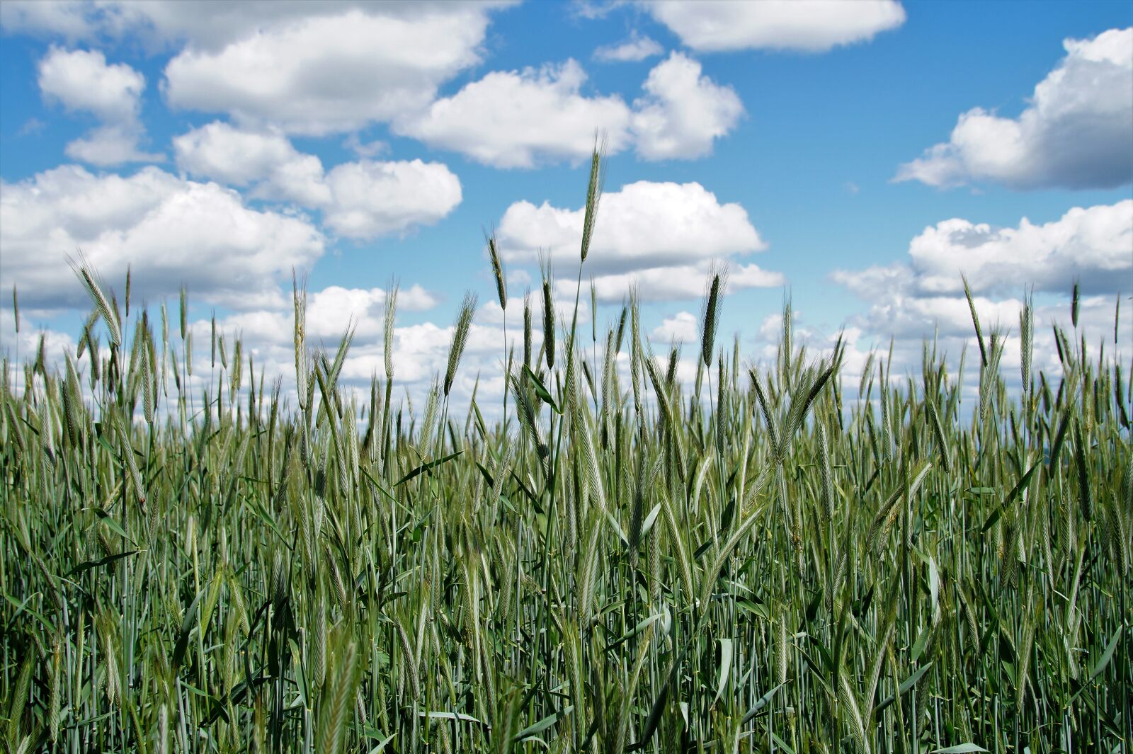 Sony SLT-A58 sample photo. Heaven, clouds, field photography