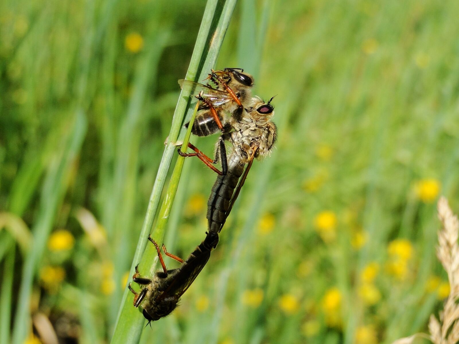 Sony Cyber-shot DSC-HX1 sample photo. Insect, nature, animals photography
