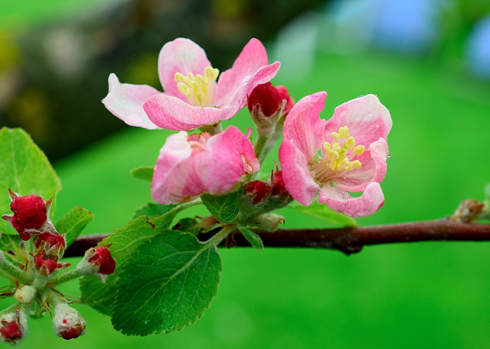 Nikon D3300 sample photo. Apple blossom, close up photography