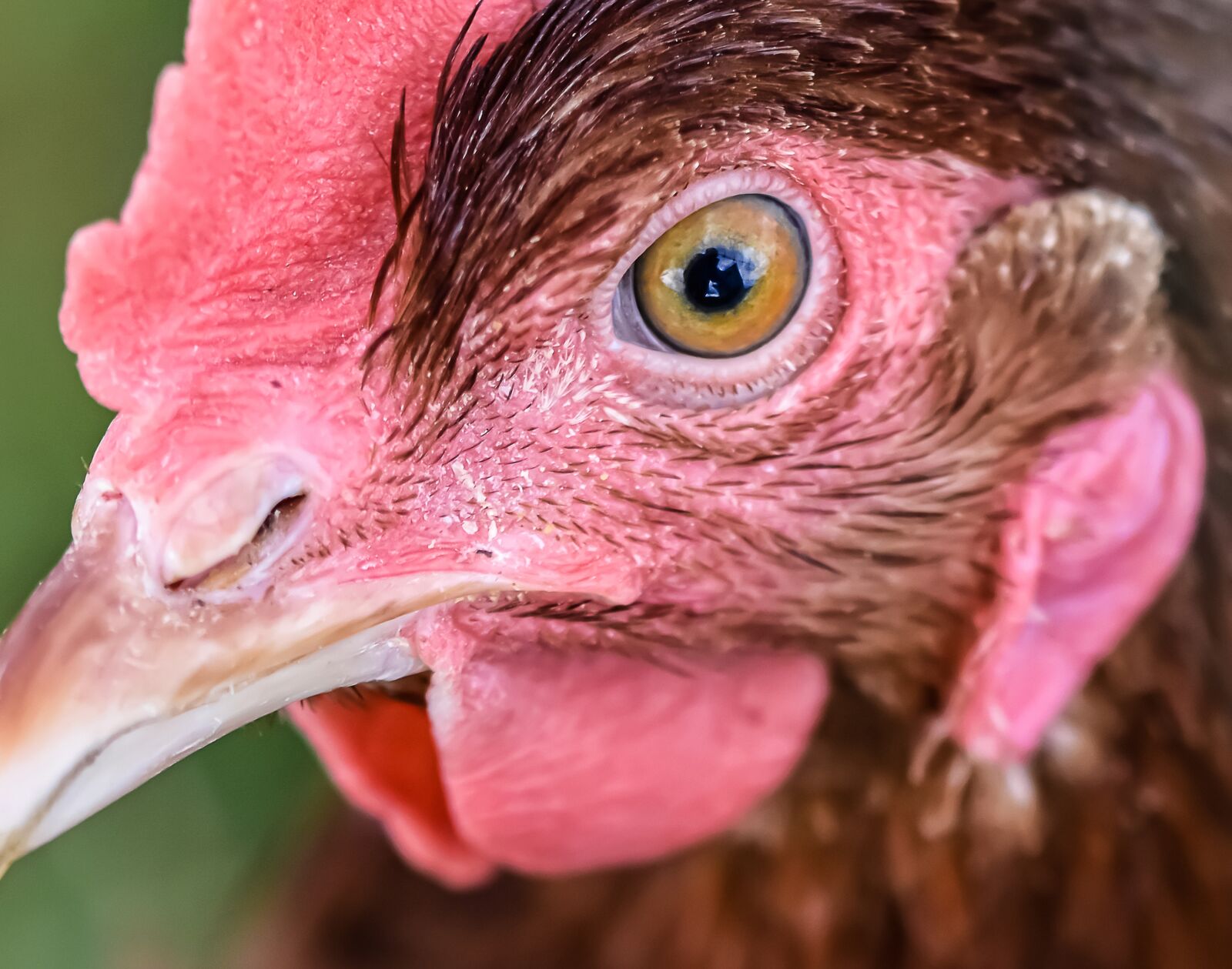 Nikon D7200 sample photo. Chicken, poultry, plumage photography