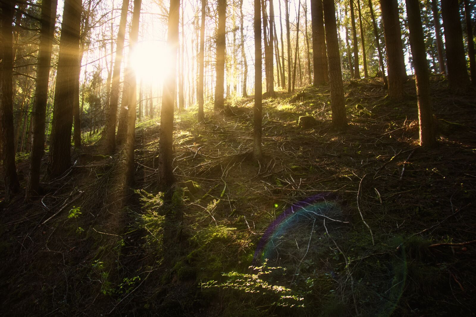 Canon EOS 800D (EOS Rebel T7i / EOS Kiss X9i) sample photo. Forest, germany, siegerland photography