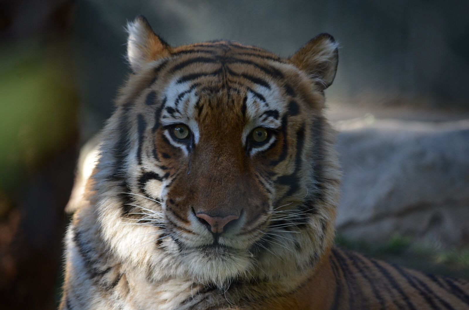 Nikon D5100 sample photo. Wildlife, mammals, tiger photography
