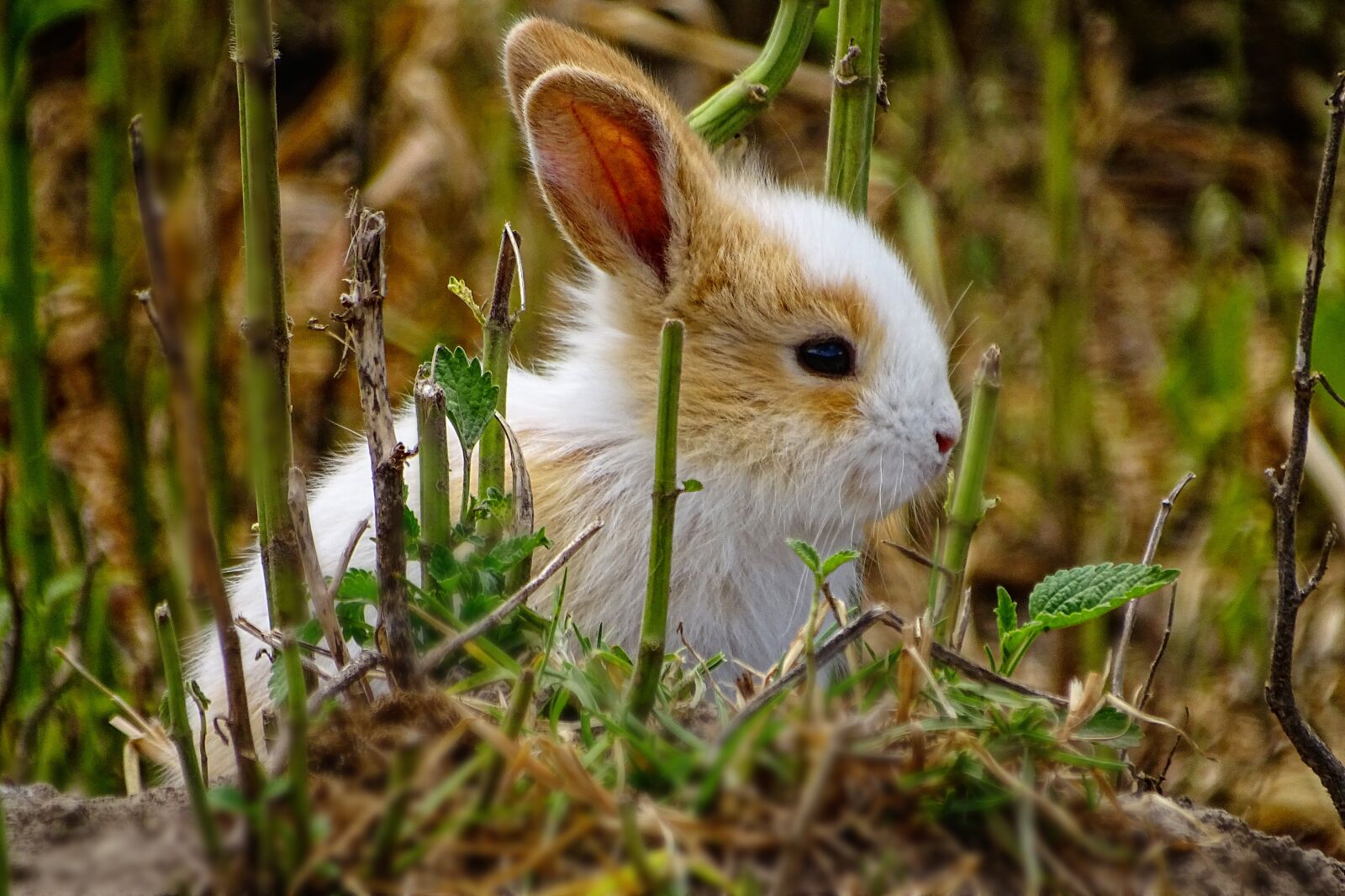 Sony Cyber-shot DSC-HX400V sample photo. Rabbit, bunny, hare photography