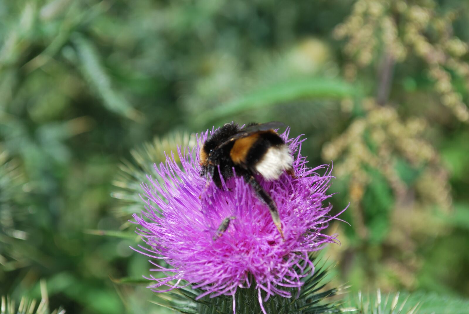 Nikon D60 sample photo. Thistle, bumblebee, flower photography