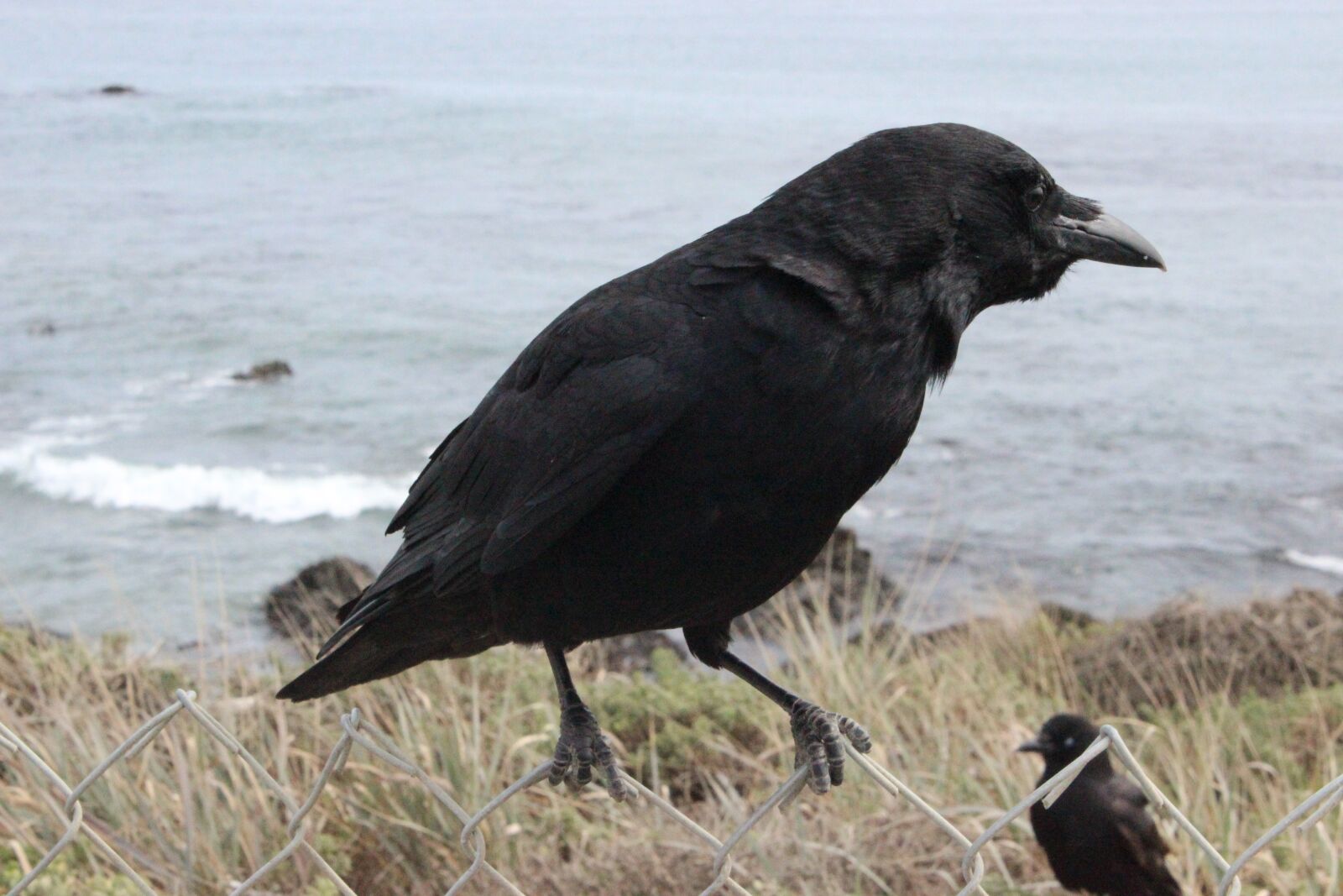 Canon EOS 600D (Rebel EOS T3i / EOS Kiss X5) sample photo. Crow, black, raven photography