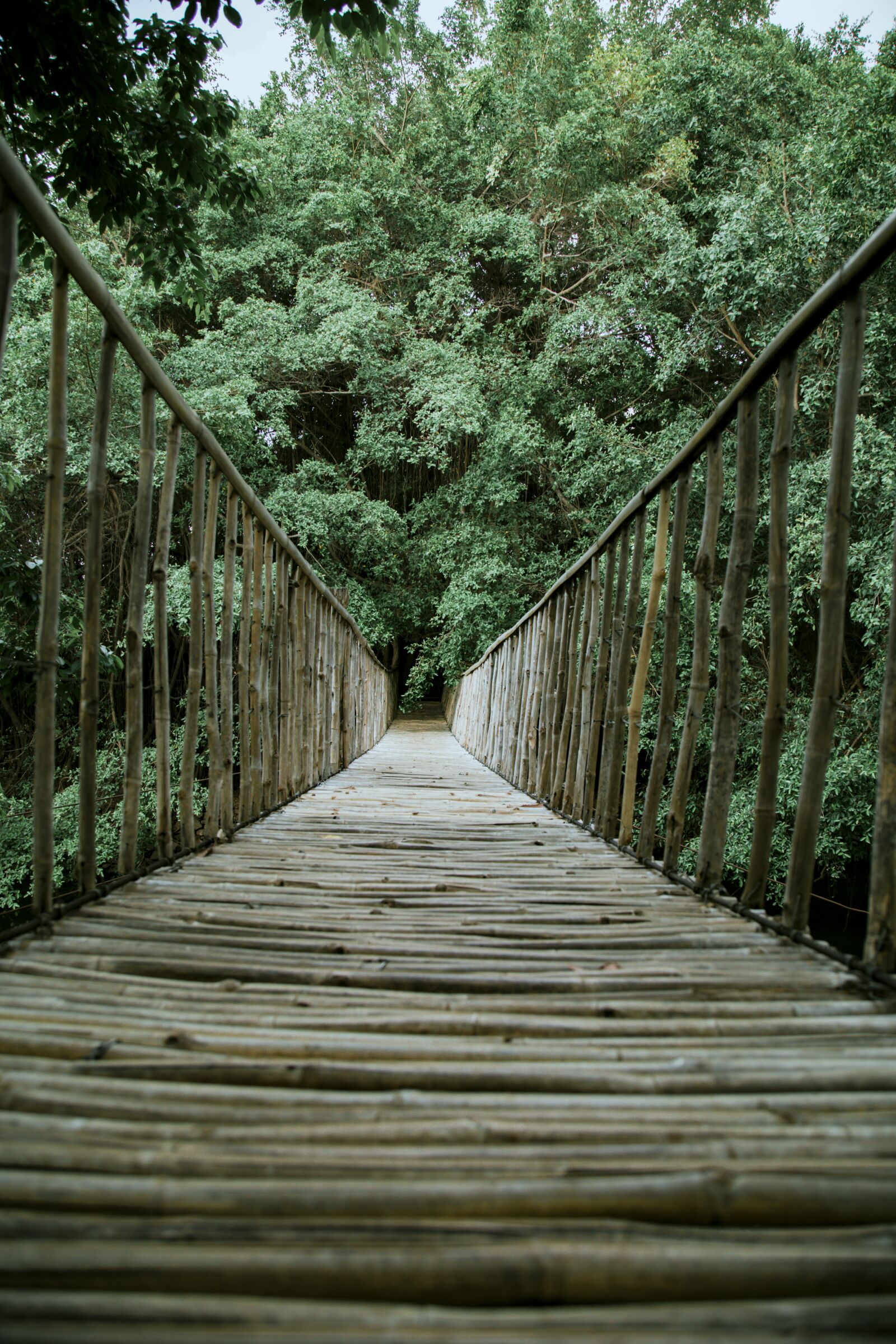Canon EOS 6D + Canon EF 24-105mm F4L IS USM sample photo. Elephant, suspension bridges, trees photography