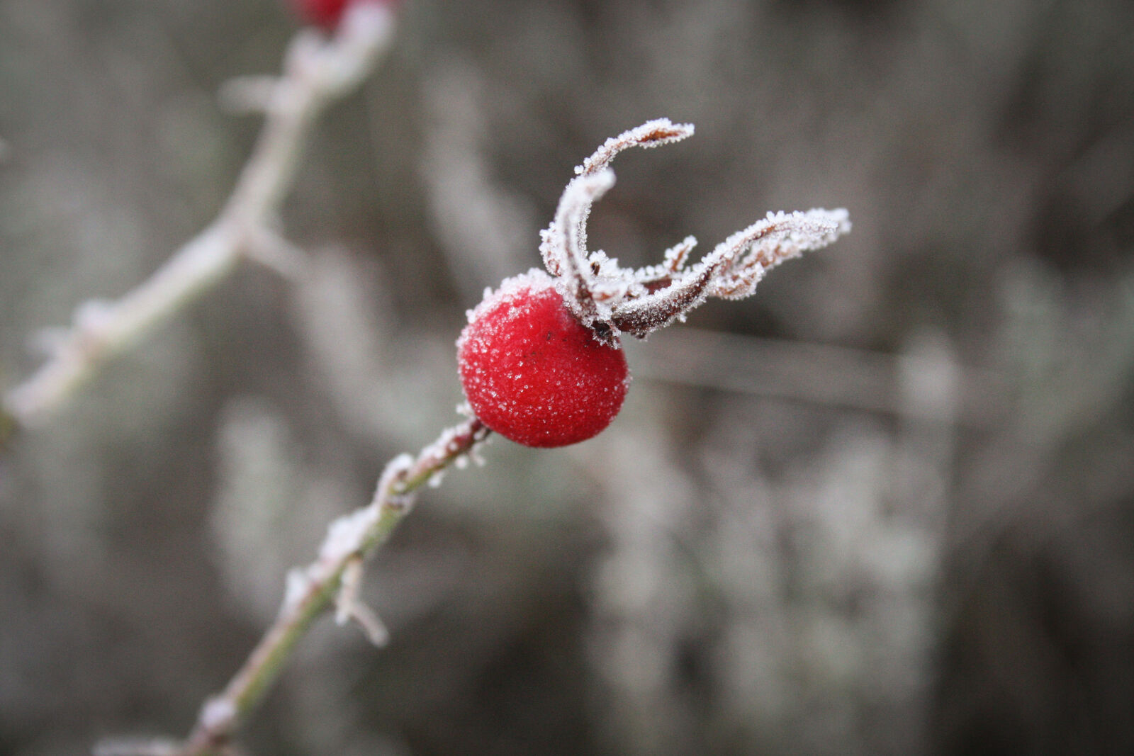 Canon EF-S 18-55mm F3.5-5.6 II sample photo. Cold, frost, nature, rosehip photography