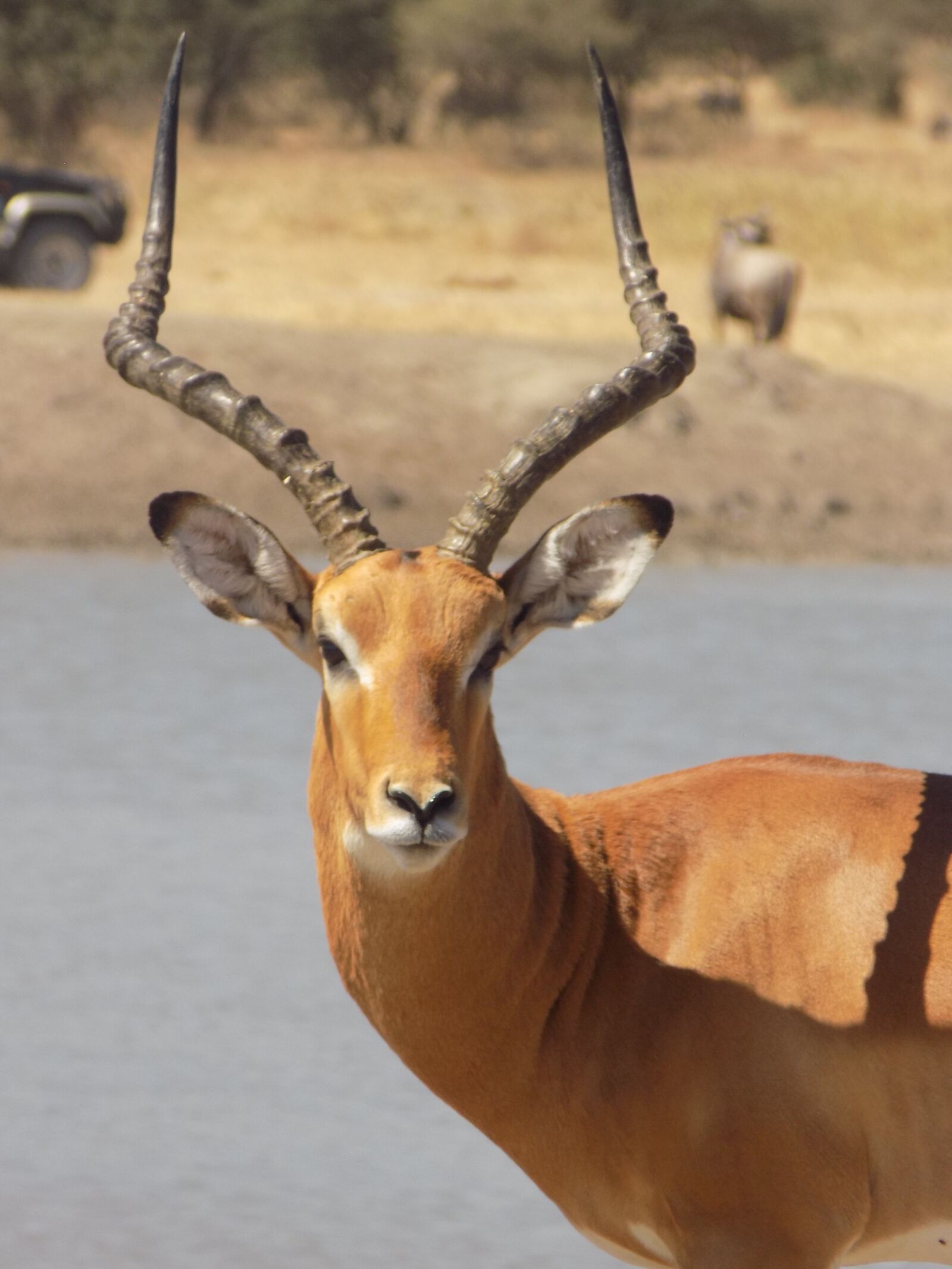 Nikon COOLPIX L340 sample photo. Impala, antelope, africa photography