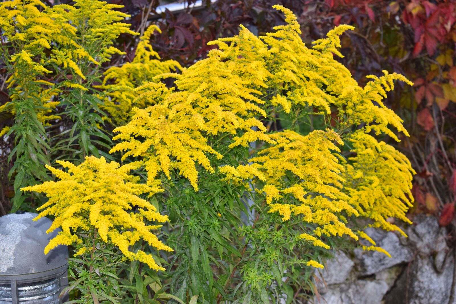 Nikon D5300 sample photo. Austria, tree, alpine photography