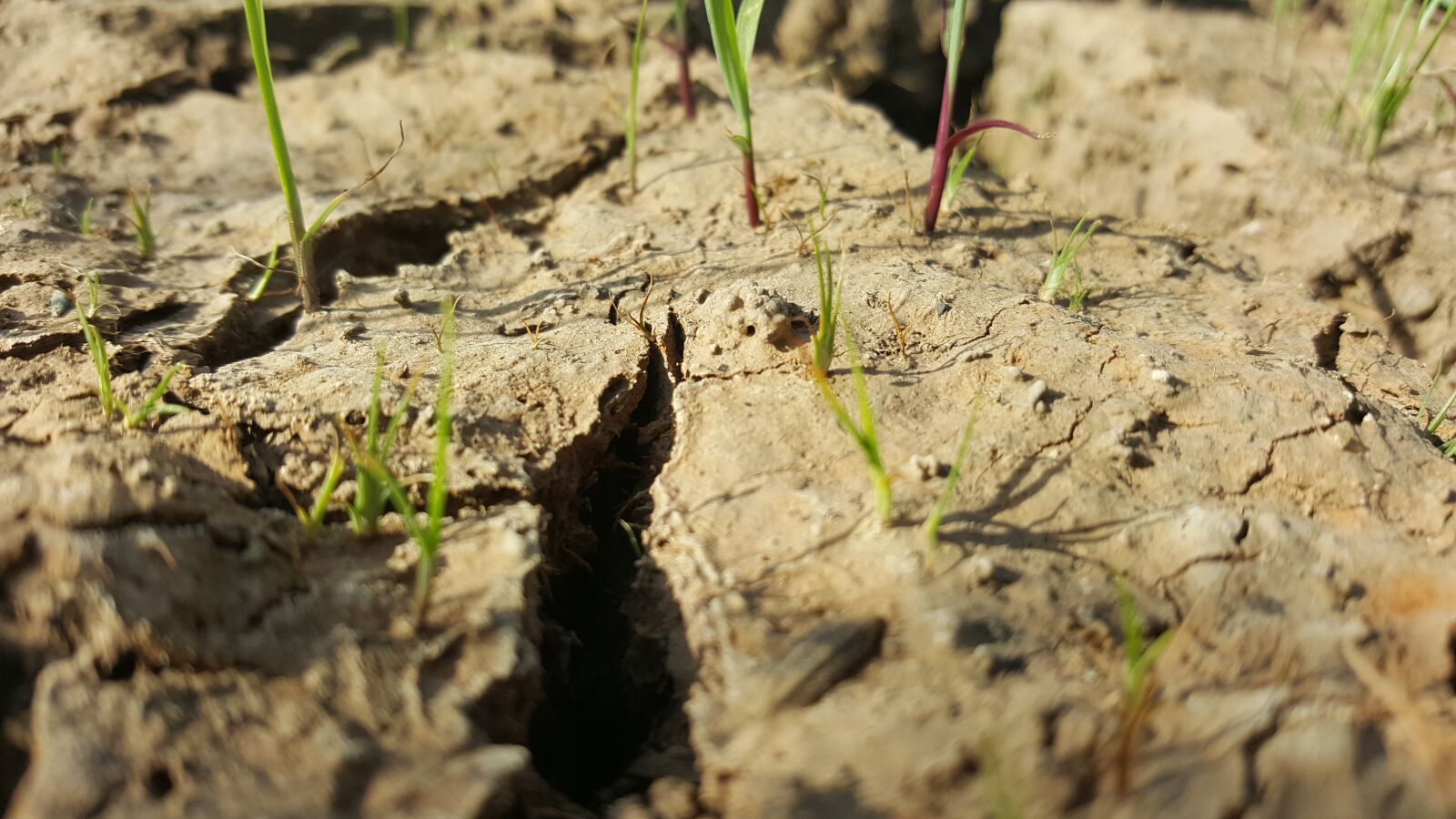 Samsung GALAXY S6 edge sample photo. Soil, arid, rain photography