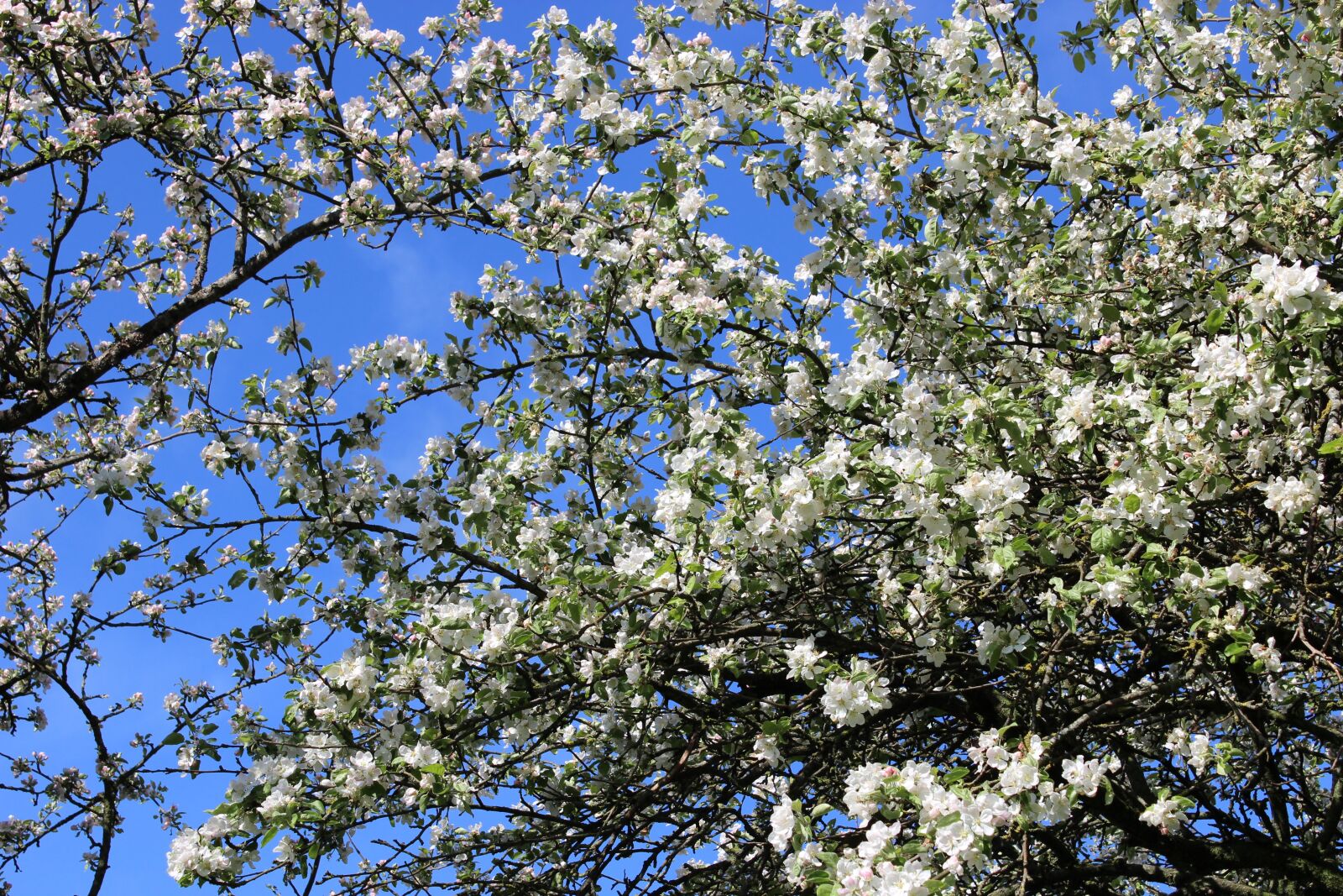 Canon EOS 600D (Rebel EOS T3i / EOS Kiss X5) sample photo. Flower, nature, tree photography