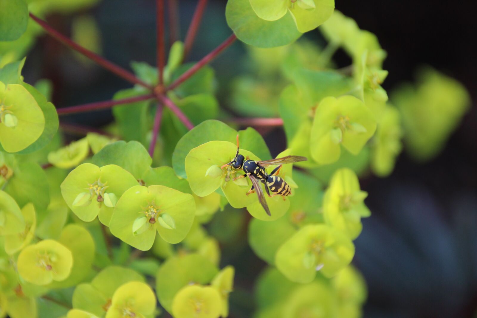 Canon EOS 1300D (EOS Rebel T6 / EOS Kiss X80) sample photo. Wasp, insect, macro photography