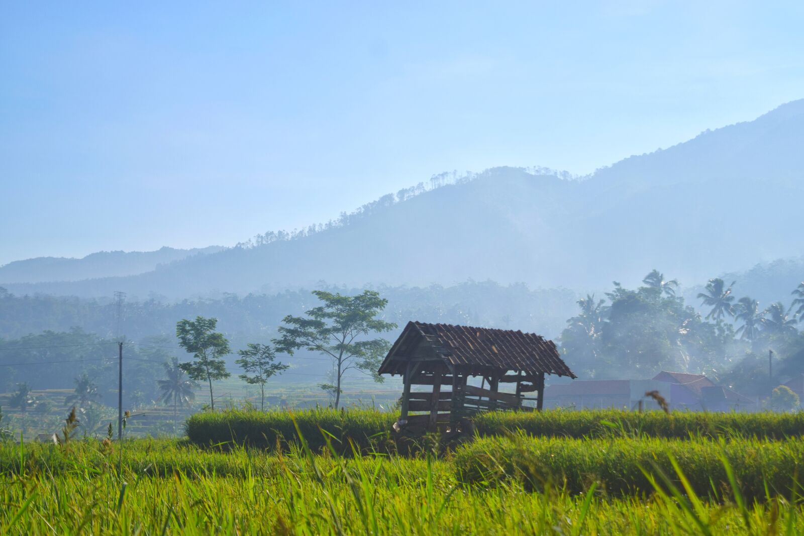 Nikon D3300 sample photo. Field, indonesia, landscape photography