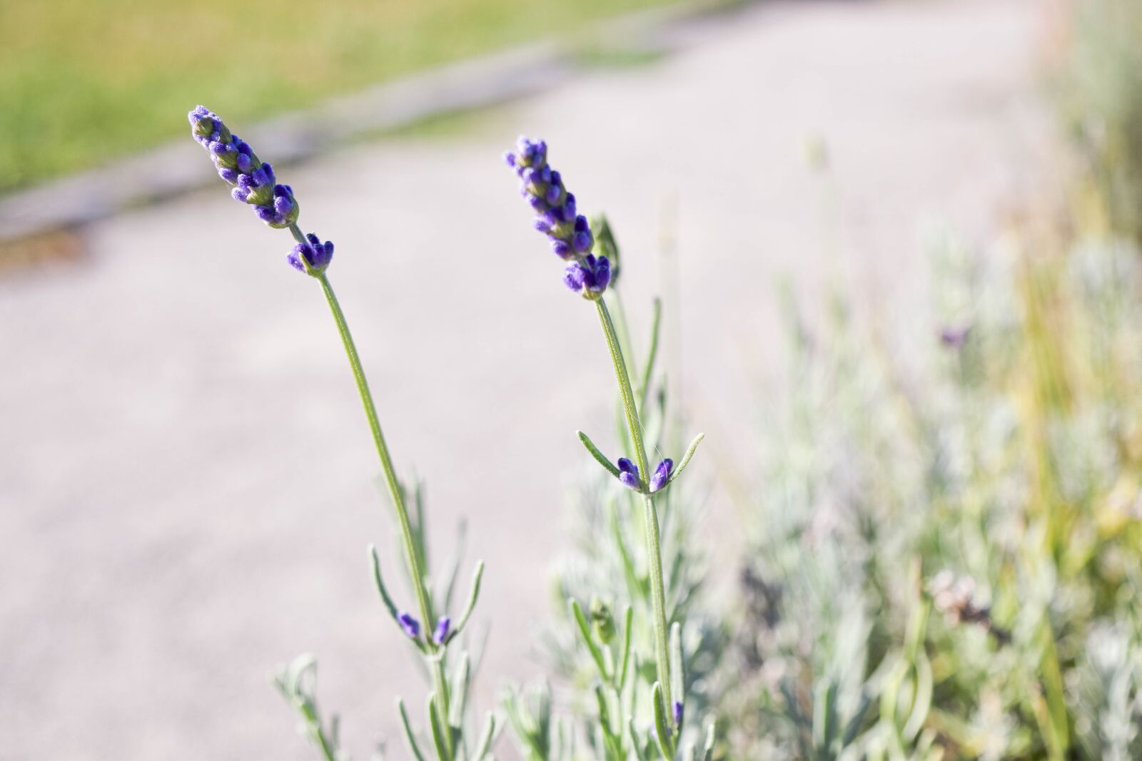 Nikon D3300 sample photo. Lavender, flower, summer photography