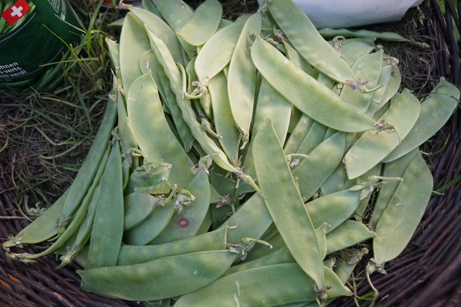 Sony a6500 + Sony Vario-Tessar T* E 16-70mm F4 ZA OSS sample photo. Beans, plant, food photography