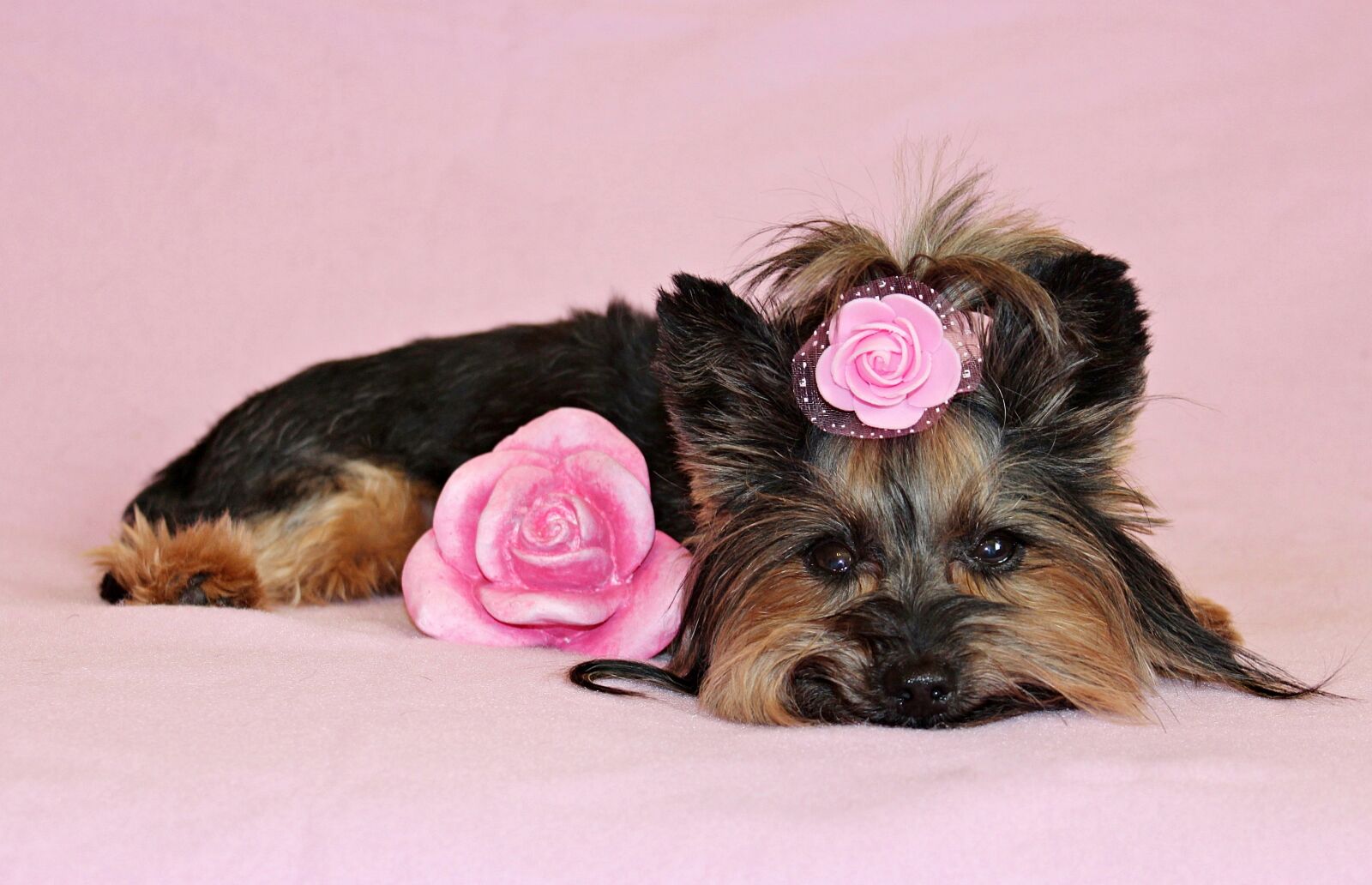 Canon EOS 600D (Rebel EOS T3i / EOS Kiss X5) sample photo. Yorkshire terrier, dog, pretty photography