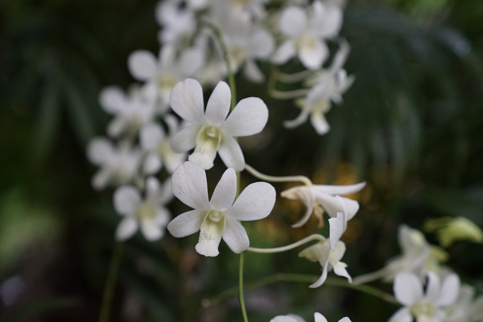 Sony a7S + Sony FE 24-70mm F2.8 GM sample photo. Orchids, tropical, floral photography