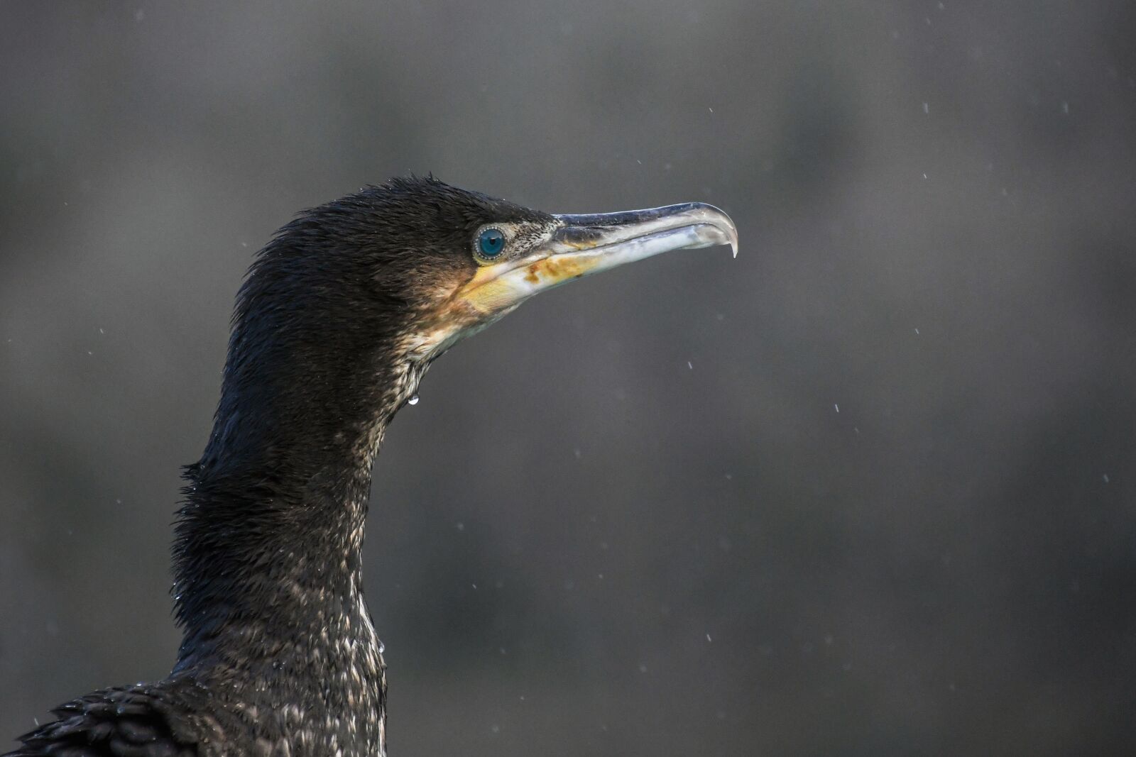 Nikon D500 sample photo. Cormorant, bird, animal photography