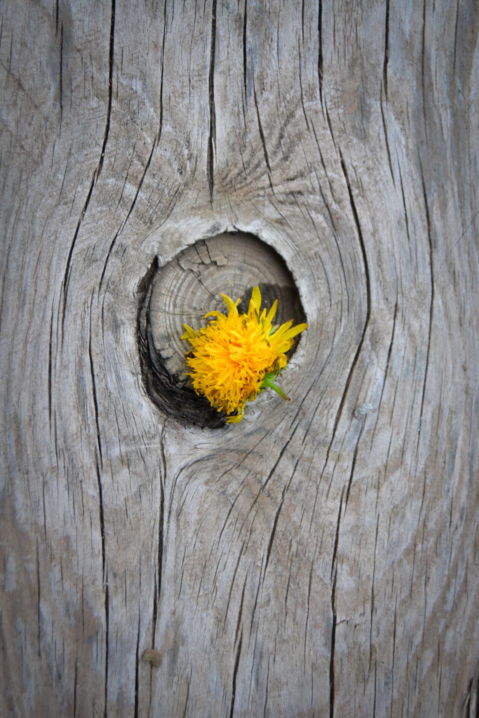 Nikon D3100 sample photo. Wood, yellow, flower photography