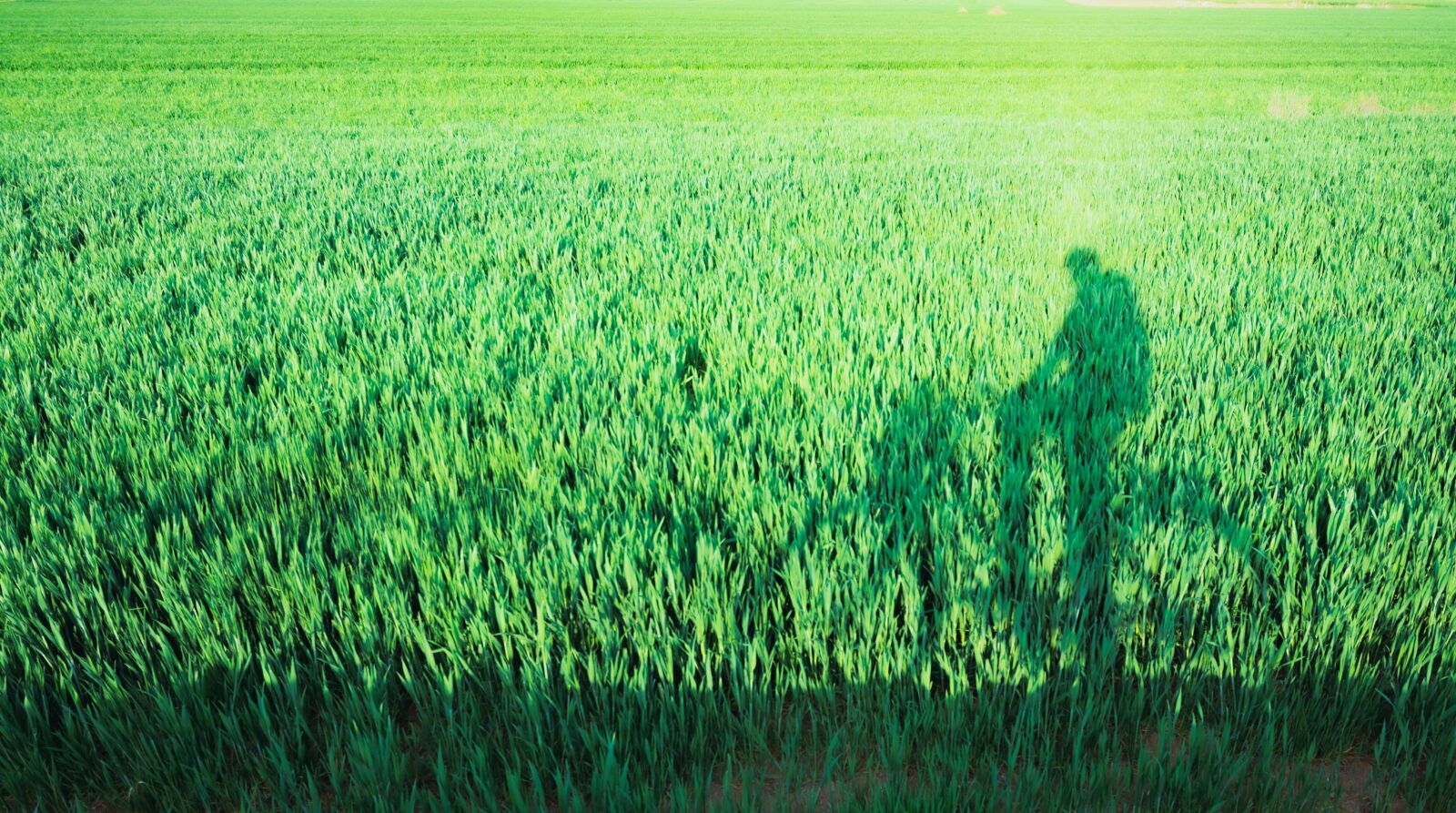Nikon D7200 sample photo. In wheat field, riding photography