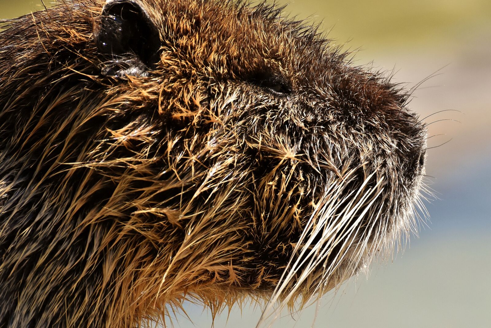 Nikon D7200 sample photo. Nutria, water rat, water photography