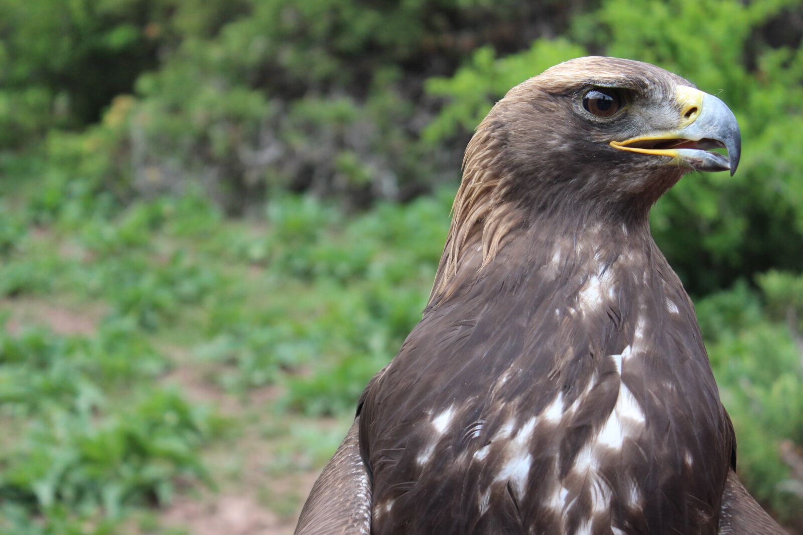 Canon EOS 600D (Rebel EOS T3i / EOS Kiss X5) sample photo. Golden eagle, eagle, bird photography