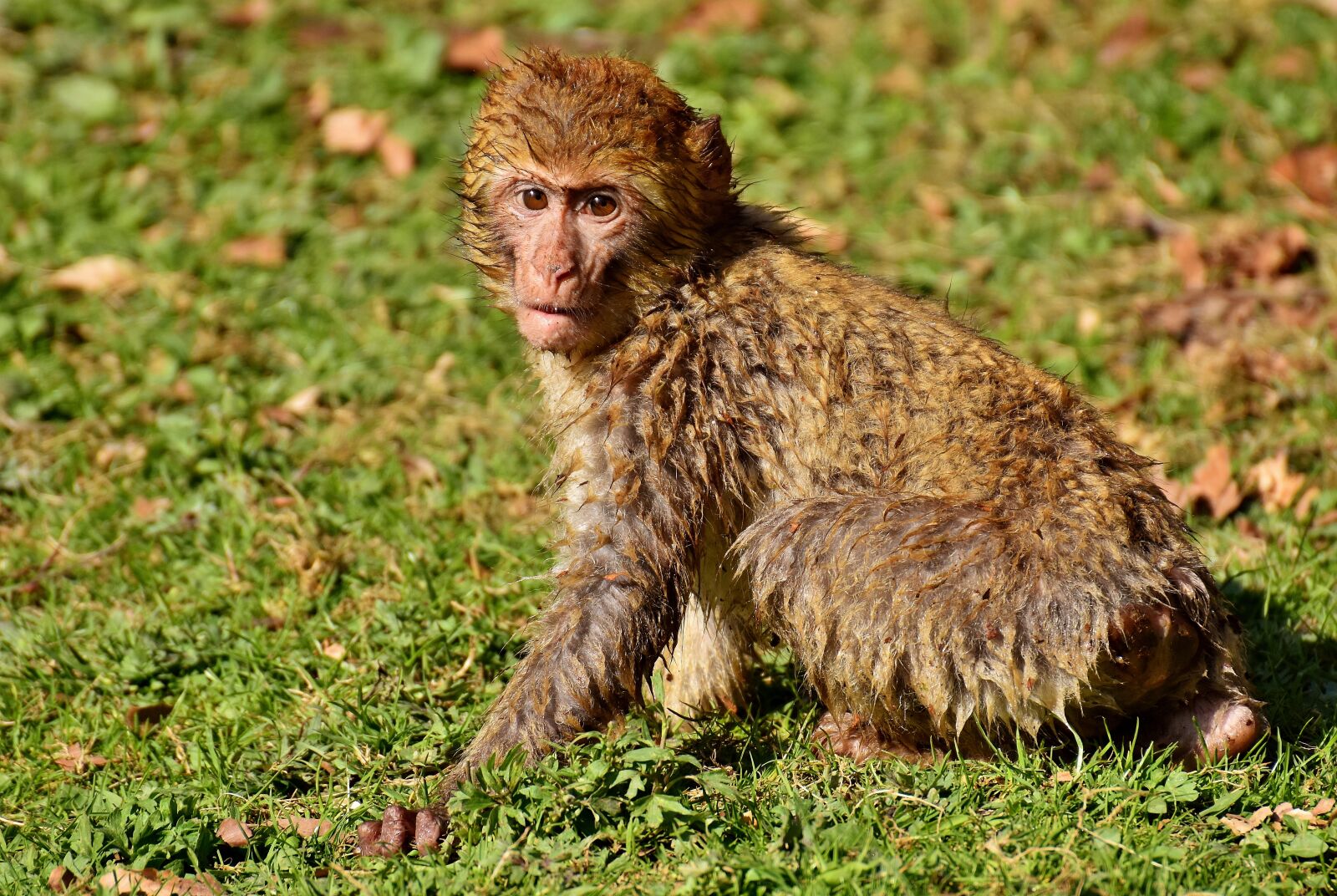 Nikon D7200 sample photo. Barbary ape, endangered species photography