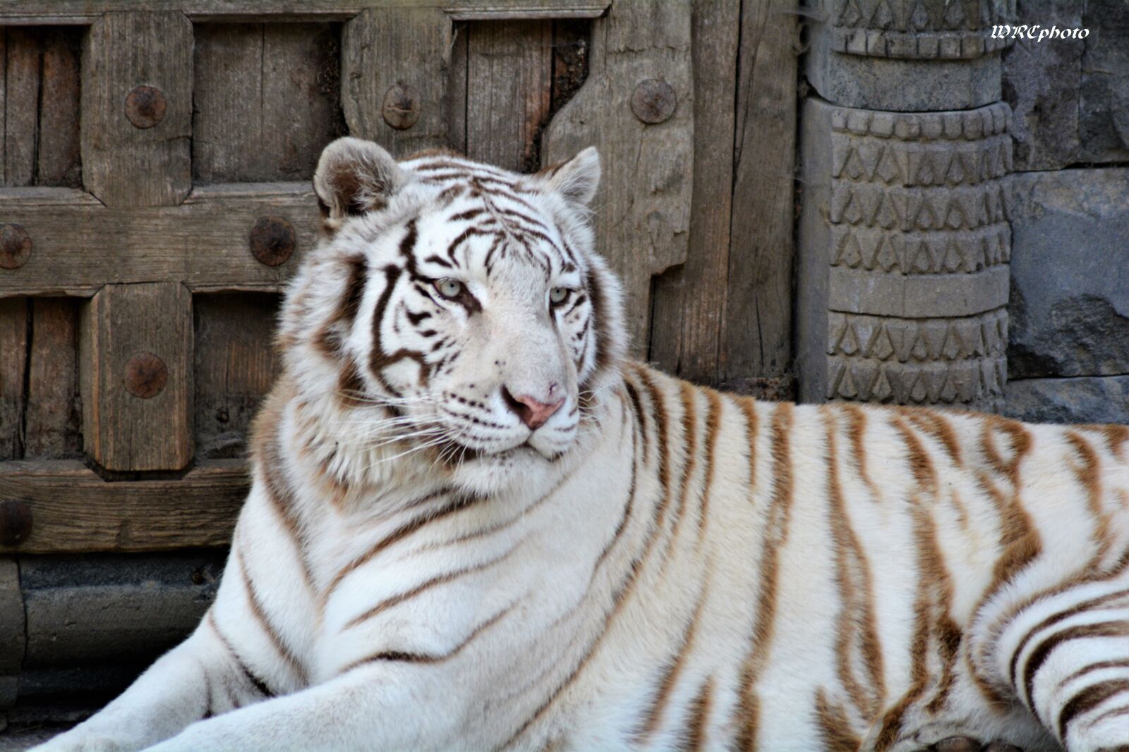 Nikon D5200 sample photo. Animal, tiger, royal photography