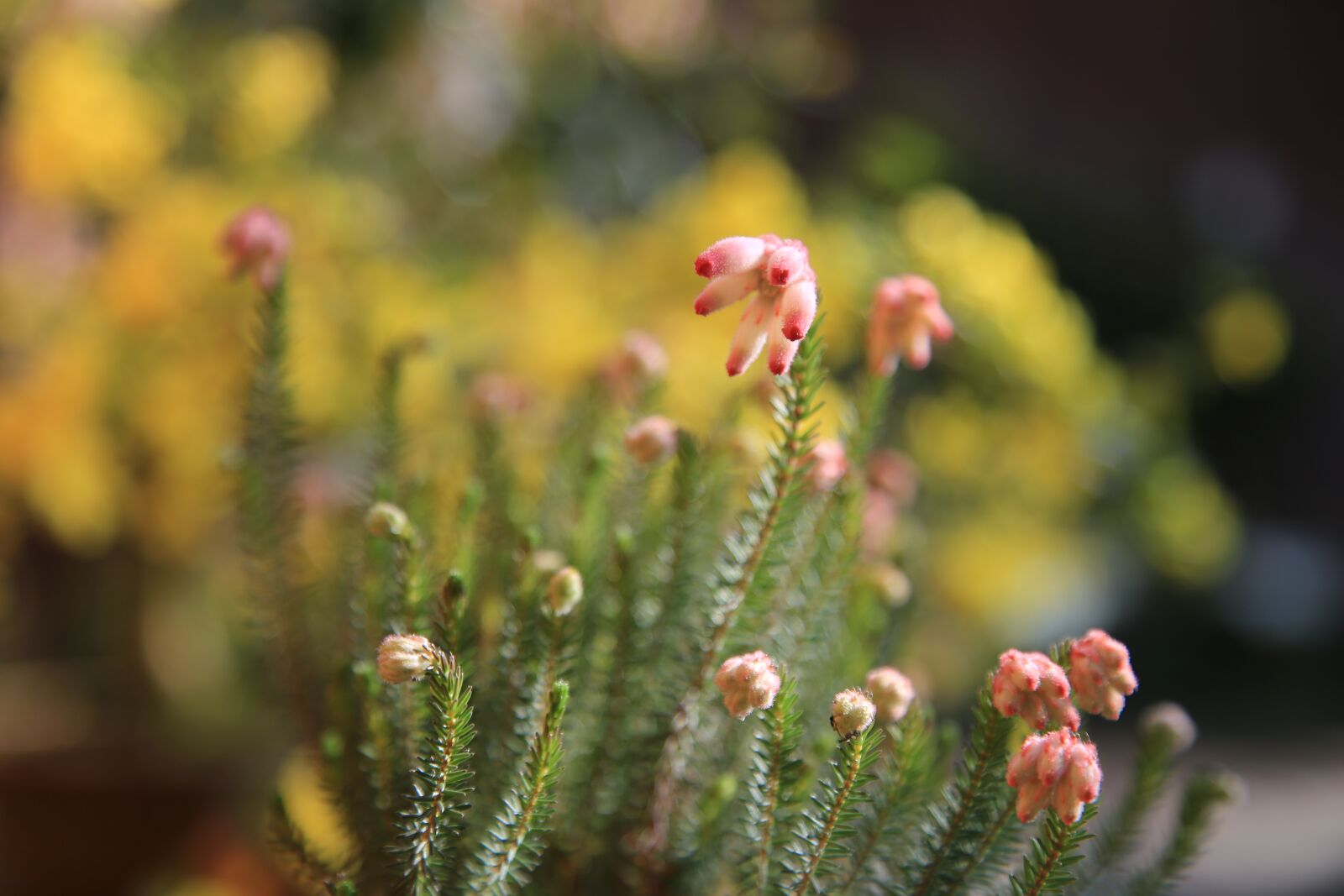 Canon EOS 6D + Canon EF 24-105mm F4L IS USM sample photo. Flowers, wildflower, wild photography