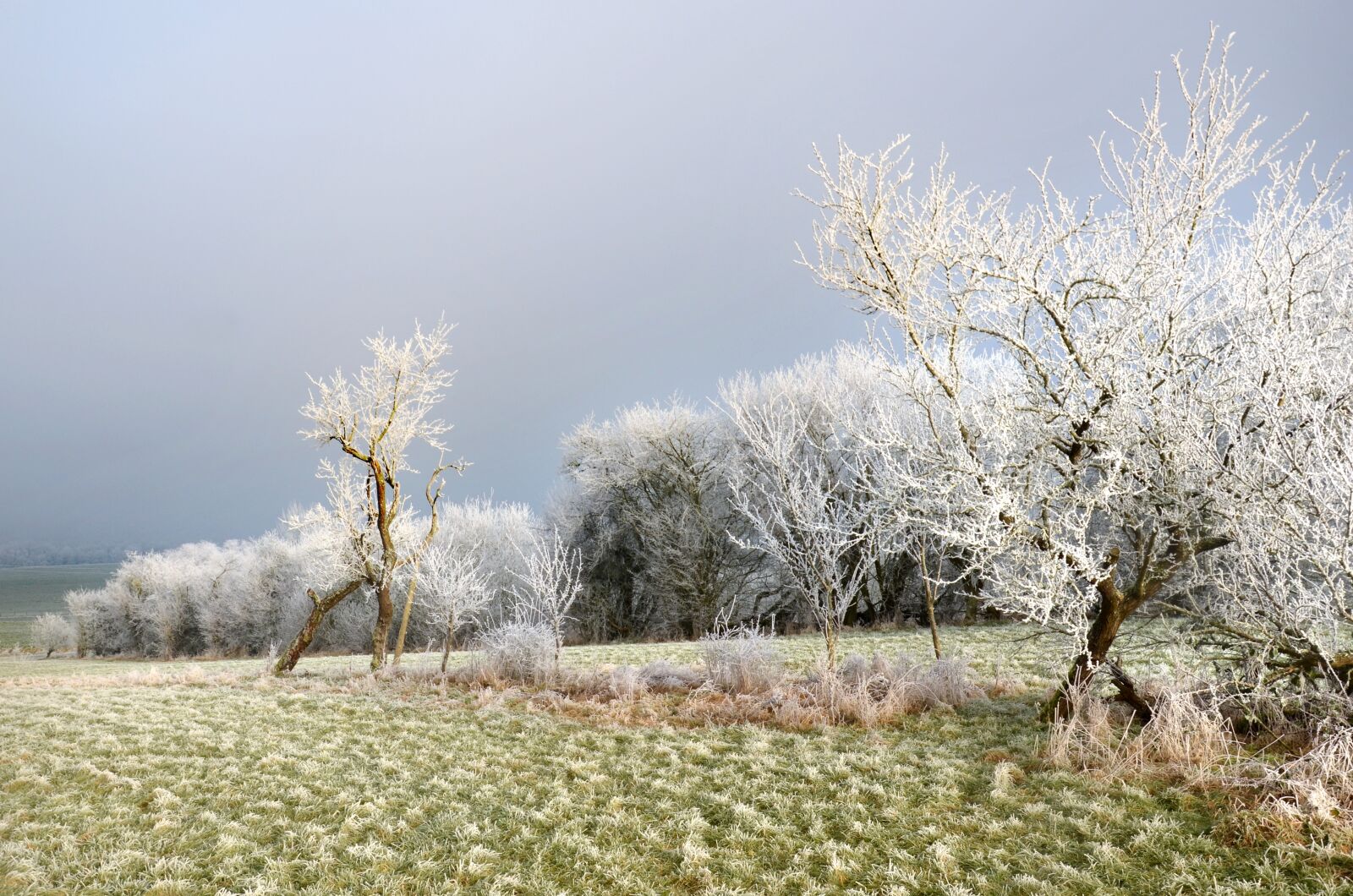 Nikon D5100 sample photo. Frost, countryside, mirabelier photography