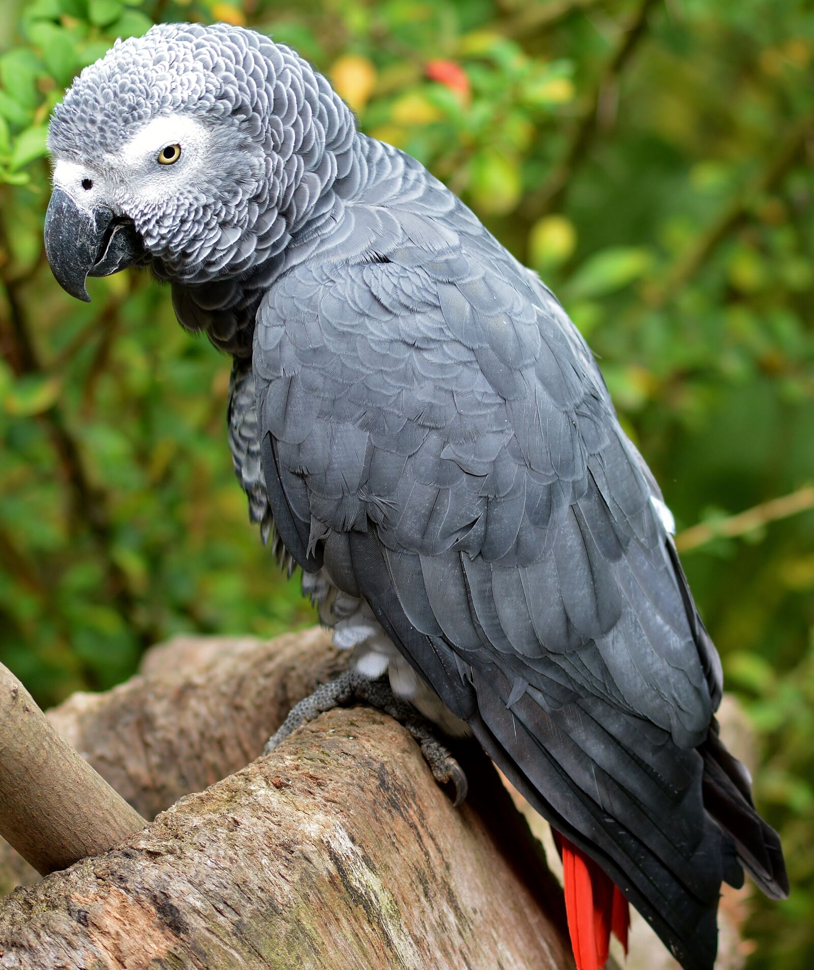 Nikon D5200 sample photo. African grey parrot, nature photography