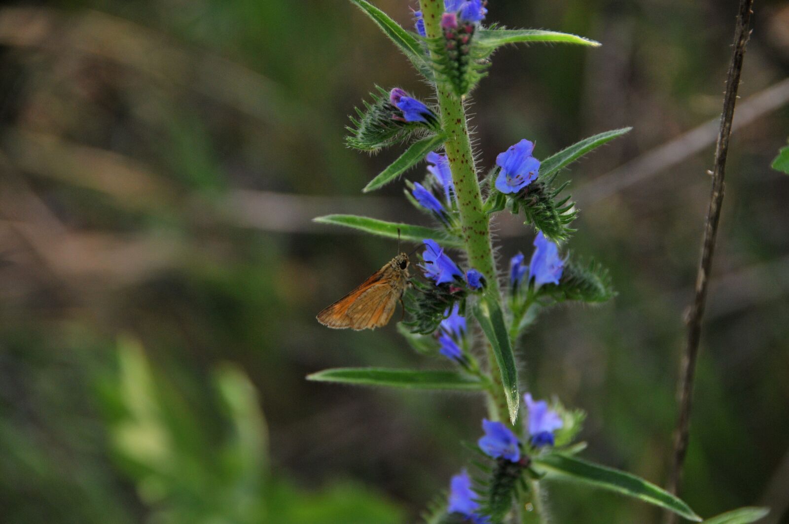 Nikon D300 sample photo. Spring, flower, nature photography