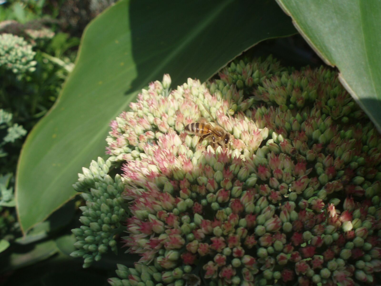 Olympus u700,S700 sample photo. Fat hen, plant, bee photography