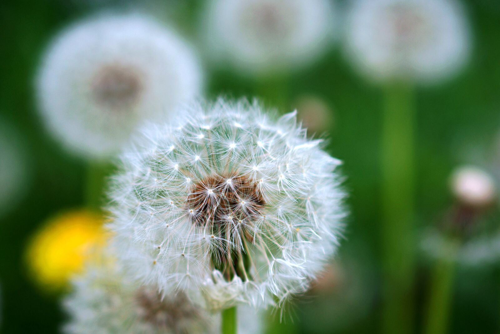 Nikon D3400 sample photo. Dandelion, close up, nature photography