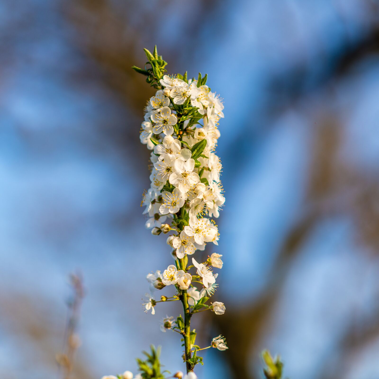 Nikon D850 sample photo. Nature, flowers, white photography