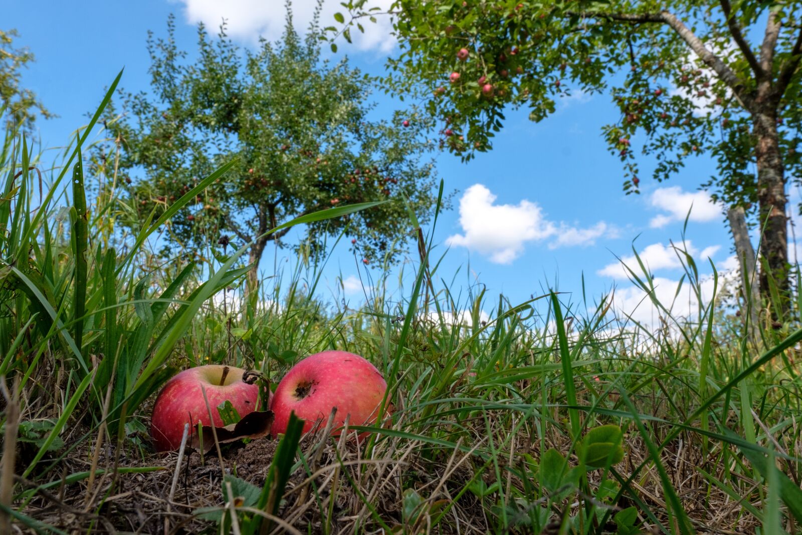 Fujifilm X-T2 sample photo. Apple, fruit, windfall photography