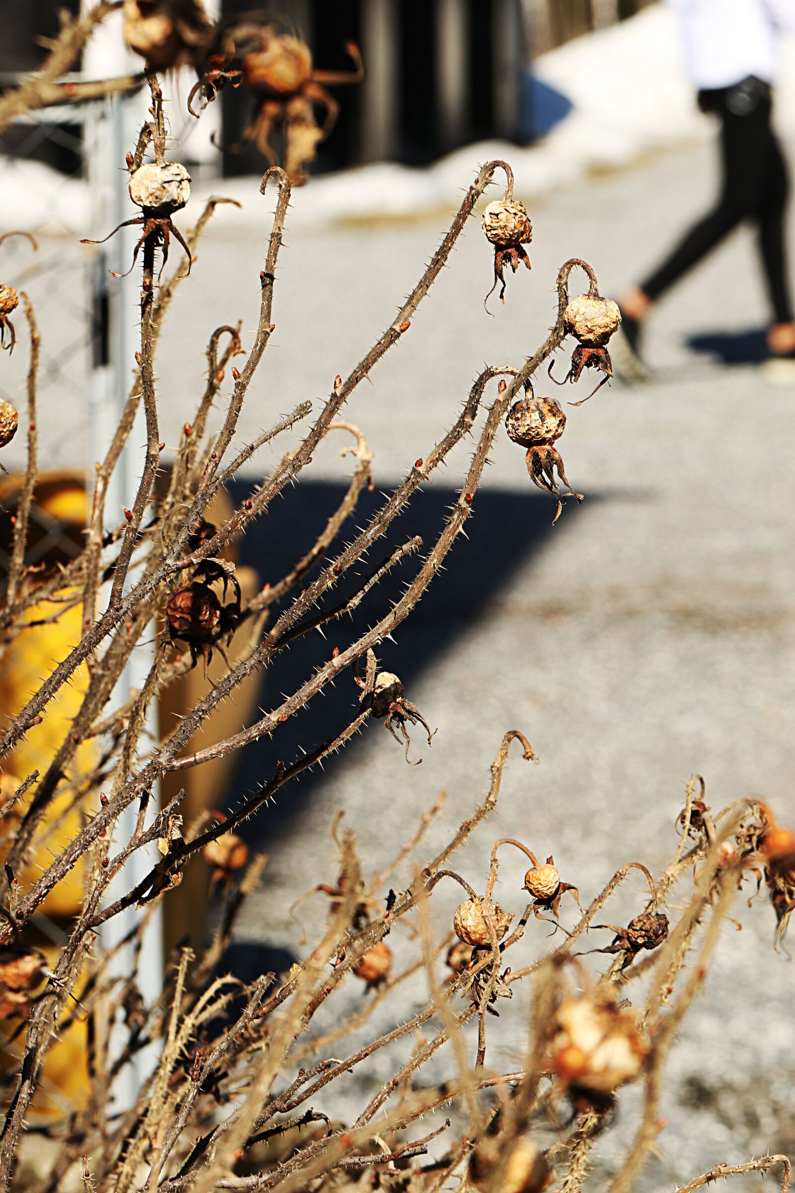 Canon EOS 7D Mark II sample photo. Nature, outdoors, rose hip photography