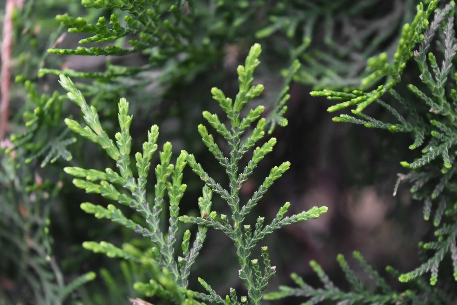 Nikon D5500 sample photo. Tree, nature, plant, herb photography