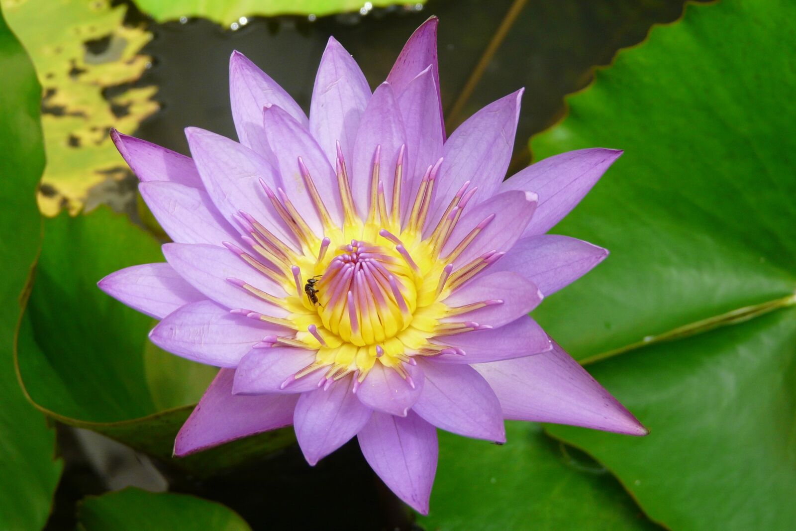Panasonic DMC-FZ18 sample photo. Flower, water lily, purple photography