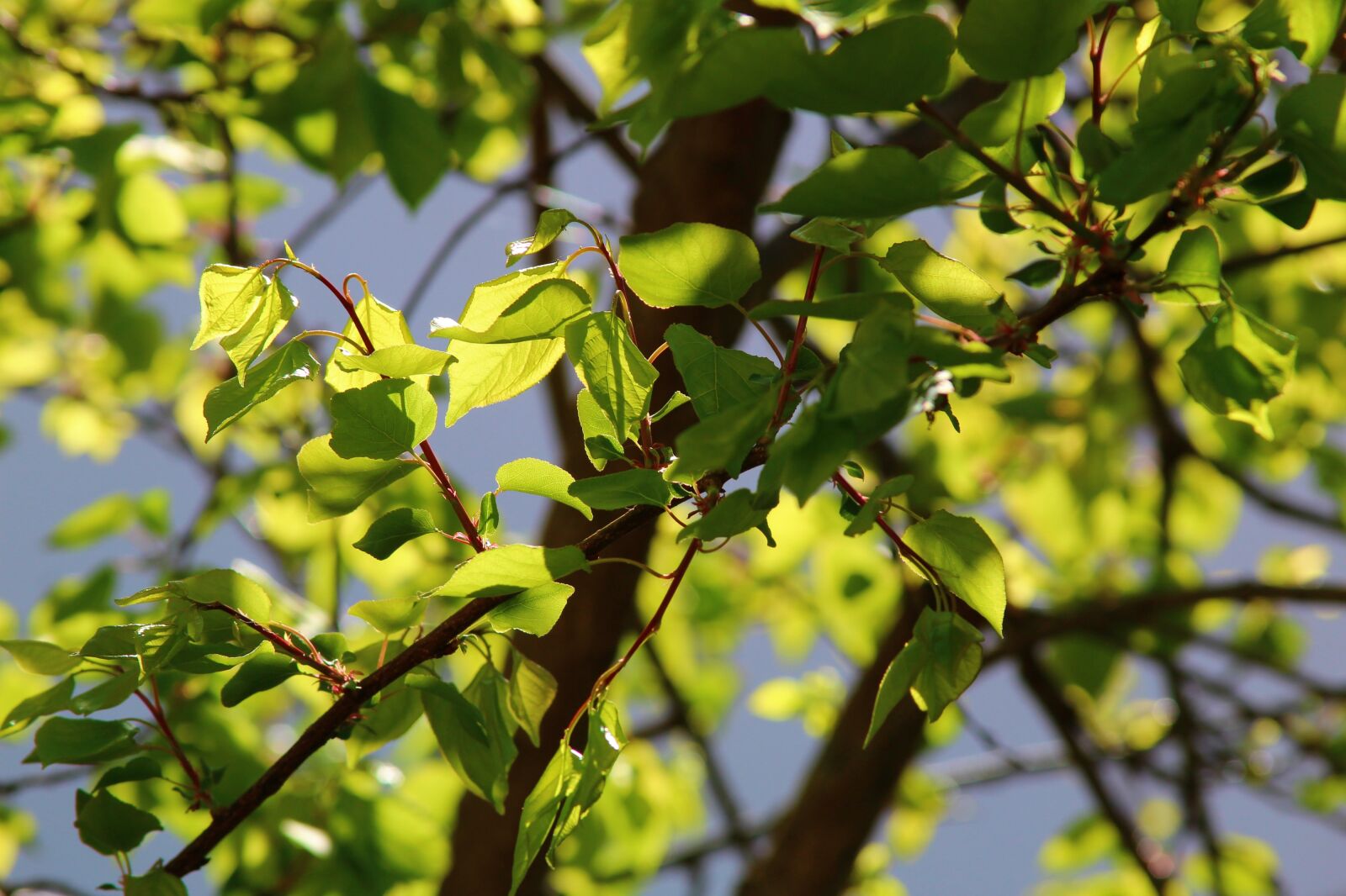 Canon EF 28-135mm F3.5-5.6 IS USM sample photo. Summer, air, sunny photography