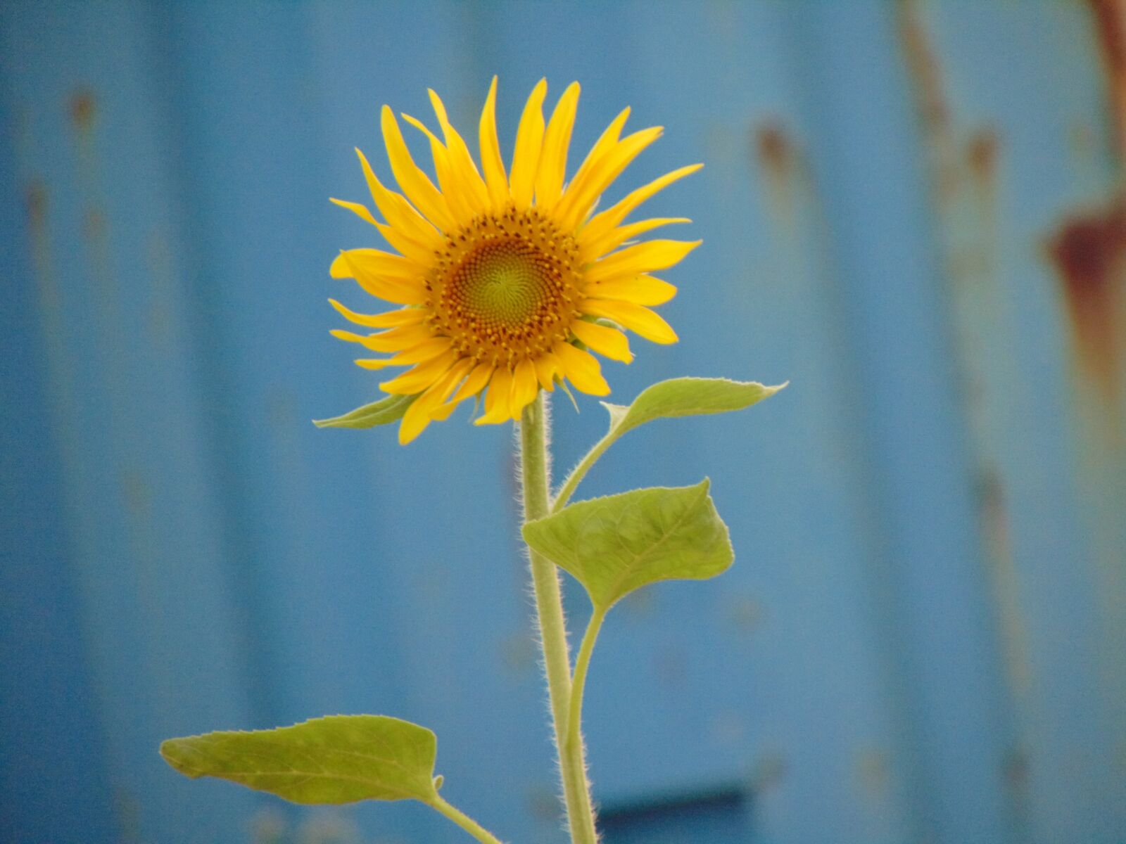 Sony Cyber-shot DSC-H300 sample photo. Beautiful flowers, sunflower, the photography