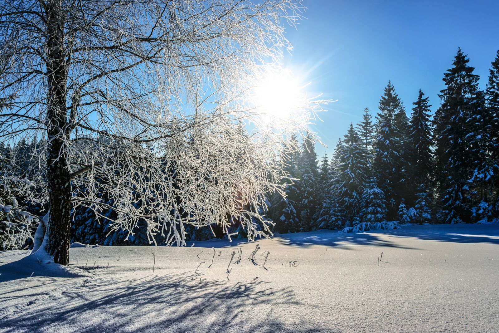 Nikon D5300 sample photo. Snow, winter, frost photography